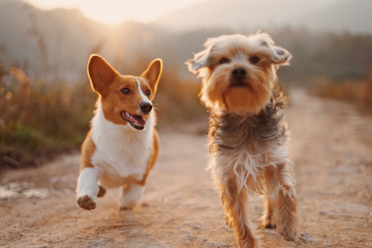 LHDN e-Invoice for Veterinary Clinics in Malaysia: What Vets Need to Know